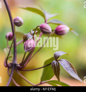 Ein Makro geschossen von einige Clematis montana Blütenknospen. Stockfoto