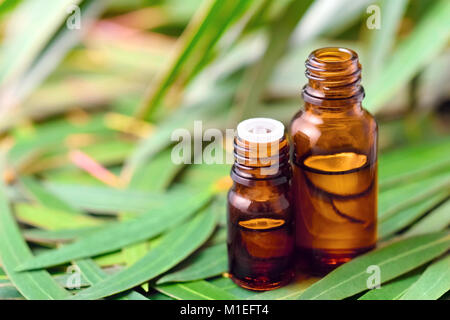 Eukalyptus ätherisches Öl auf der Eukalyptus Blätter Hintergrund Stockfoto