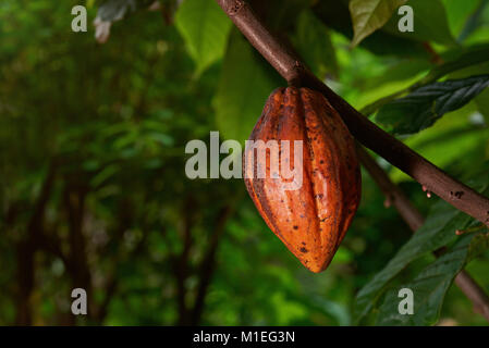 Gelbe cacao Bohne hängen am Baum. Makro von natürlichen Kakaofrucht Stockfoto