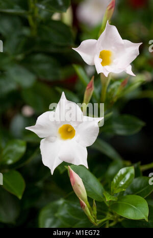 Mandevilla 'Pearl' Blume. Stockfoto