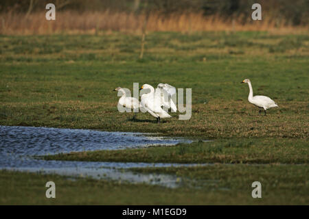 Bewick's Swan Cygnus columbianus nach Flügel flattern Stockfoto