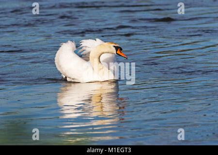 Höckerschwan Cygnus olor in aggressiver Haltung auf dem Fluss Avon Hampshire Luken Ringwood Hampshire England Großbritannien Stockfoto