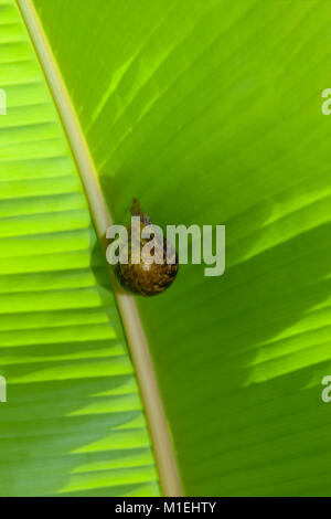 Braune Schnecke zu Fuß auf Banana Leaf in Seychellen Stockfoto