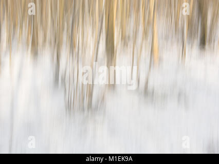 Bäume im Schnee verschwommen Abstract Stockfoto