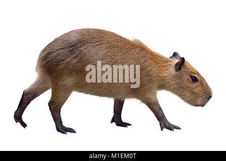 Capybara isoliert auf weißem Stockfoto