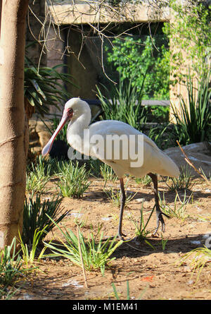 Löffler in einem Vogel Park, Südafrika Stockfoto