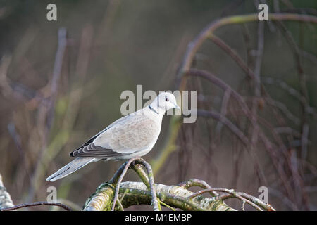 Eurasian Collared Turteltauben (Streptopelia decaocto), winter Stockfoto