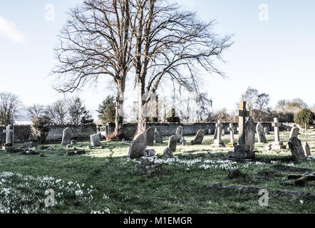 Der frühe Frühling Schneeglöckchen auf dem Friedhof bei der Kirche St. Mary, Backnang. Januar 2018 Stockfoto