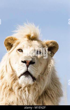 Männliche Afrikanischen weiße Löwe (Panthera leo) Smarden Big Cat Sanctuary Kent UK Stockfoto