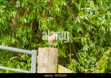 Jungen Eichelhäher (Garrulus glandarius) purched auf gate Post Schinken Wand Naturschutzgebiet Ashcott UK Stockfoto