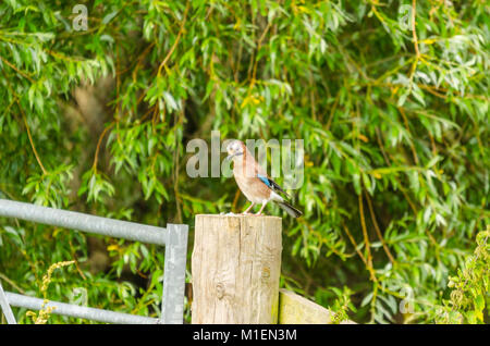 Jungen Eichelhäher (Garrulus glandarius) purched auf gate Post Schinken Wand Naturschutzgebiet Ashcott UK Stockfoto