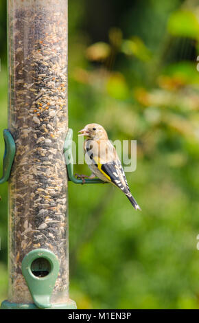 Unreife Stieglitz (Carduelis carduelis) erkennbar von seinem Mangel an roten Gesicht. Schinken Wand Naturschutzgebiet Ascott UK Stockfoto