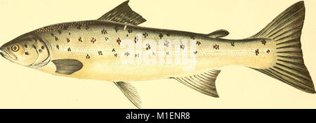 Eine Geschichte von den Fischen der britischen Inseln (1862) (14774362464) Stockfoto