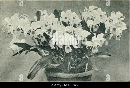 Amateur orchid Kultivatoren' Guide Buch (1899) (17487657824) Stockfoto