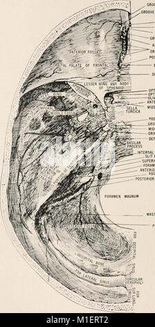 Anatomie in einer Nußschale - eine Abhandlung über die Anatomie des Menschen in seiner Beziehung zu Osteopathie (1905) (17572157934) Stockfoto