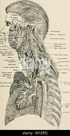Anatomie in einer Nußschale - eine Abhandlung über die Anatomie des Menschen in seiner Beziehung zu Osteopathie (1905) (18194742725) Stockfoto