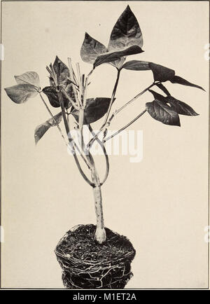 Landwirtschaftliche Sorten der Cowpea und sofort verwandte Arten (1912) (17325635083) Stockfoto