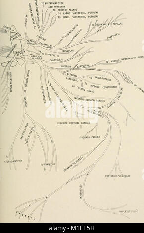 Anatomie in einer Nußschale - eine Abhandlung über die Anatomie des Menschen in seiner Beziehung zu Osteopathie (1905) (18006875668) Stockfoto