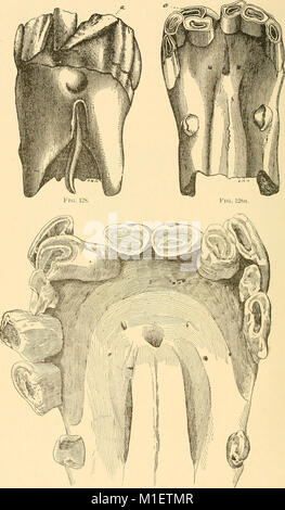 Alter der Tiere - eine komplette Abhandlung über das Gebiss des Pferdes, Ochse, Schaf, Schwein und Hund, und verschiedene andere Mittel zur Bestimmung des Alters der Tiere (1891) (17320734414) Stockfoto