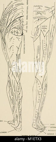 Anatomie in einer Nußschale - eine Abhandlung über die Anatomie des Menschen in seiner Beziehung zu Osteopathie (1905) (18194360925) Stockfoto