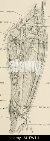 Anatomie in einer Nußschale - eine Abhandlung über die Anatomie des Menschen in seiner Beziehung zu Osteopathie (1905) (18006453778) Stockfoto