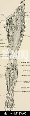 Anatomie in einer Nußschale - eine Abhandlung über die Anatomie des Menschen in seiner Beziehung zu Osteopathie (1905) (18195501541) Stockfoto