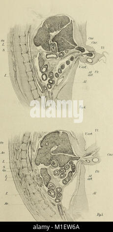 Weitere Beobachtungen auf die Morphologie der Verdauungstrakt der Katze (1900) (16771791572) Stockfoto