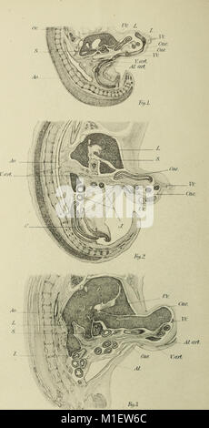 Weitere Beobachtungen auf die Morphologie der Verdauungstrakt der Katze (1900) (16771790982) Stockfoto