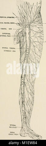 Anatomie in einer Nußschale - eine Abhandlung über die Anatomie des Menschen in seiner Beziehung zu Osteopathie (1905) (18008107869) Stockfoto