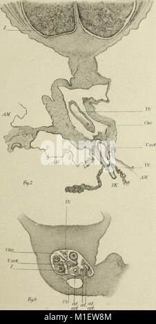 Weitere Beobachtungen auf die Morphologie der Verdauungstrakt der Katze (1900) (16771792972) Stockfoto