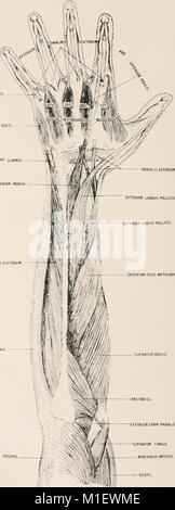 Anatomie in einer Nußschale - eine Abhandlung über die Anatomie des Menschen in seiner Beziehung zu Osteopathie (1905) (18006372228) Stockfoto