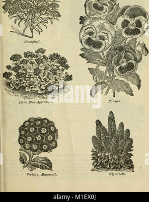 1900 Katalog - selbst angebauten Samen (1900) (20372733408) Stockfoto