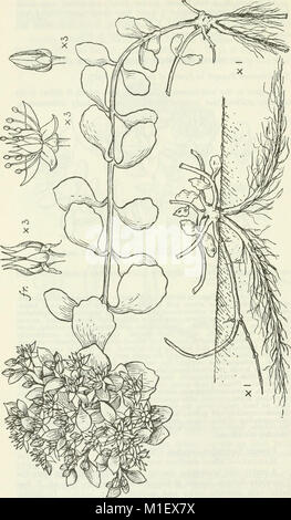 Ein Konto der Gattung Sedum wie gefunden im Anbau (1967) (16563059687) Stockfoto