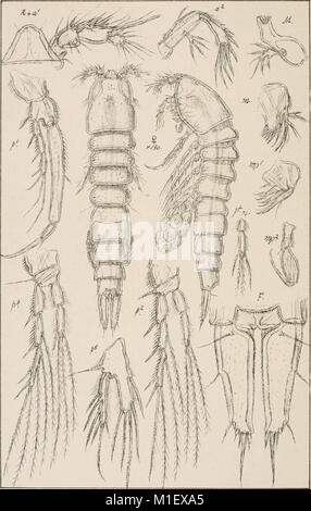 Ein Konto der Crustacea von Norwegen, mit kurzen Beschreibungen und Abbildungen aller Art (1903) (16147994574) Stockfoto