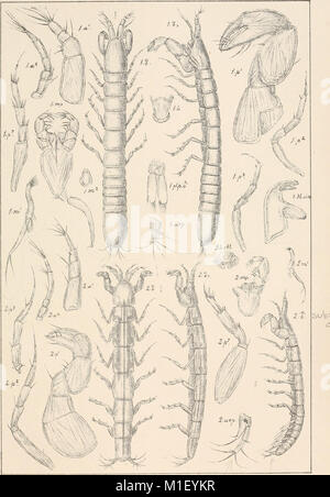 Ein Konto der Crustacea von Norwegen, mit kurzen Beschreibungen und Abbildungen aller Art (1899) (16744033406) Stockfoto
