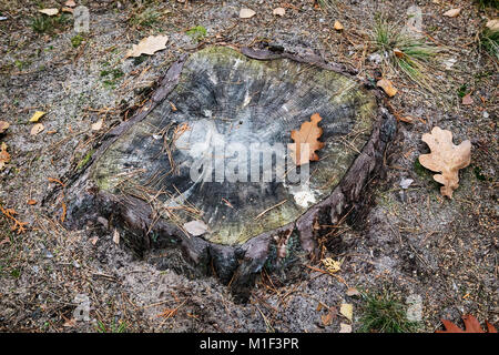 Den Stumpf eines alten Baumes, bedeckt mit gefallenen Blätter im Herbst und Moos. Stockfoto
