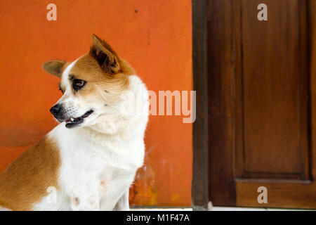 Weiß und Orange dog sitting in der Nähe der Tür entdeckt und für Besitzer warten. Konzept der FRIENSHIP zwischen Hund und Mensch. Tier glauben Stockfoto