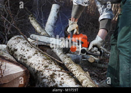 Holzfäller mit Motorsäge Schneiden großer Baum im Herbst close up Stockfoto