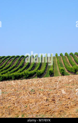 Einfache grafische Landschaft der Weinreben und gepflügten Feld in der Nähe von Rejaumont, Gers, Frankreich Stockfoto