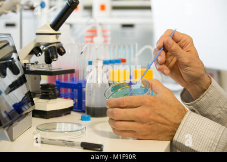 Mikrobiologe im Labor mit Petrischalen und Pipette arbeiten Stockfoto