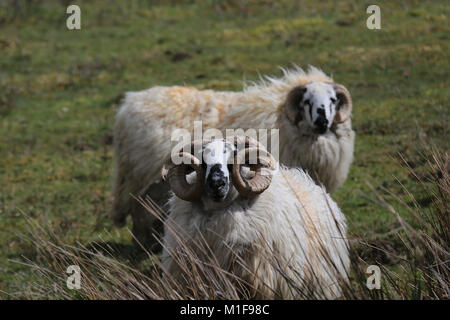 Zwei männliche Schafe (RAMS) Beweidung in ein grünes Feld, wilden Atlantischen waydingle Halbinsel, County Kerry, Irland Stockfoto