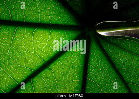 Halb abstrakten Hintergrundbeleuchtung Blatt full frame Nahaufnahme Hintergrund Stockfoto