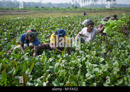 Bangladesch - Januar 28, 2018: Bio Rote Beete Felder, einige Landwirte sind Clearing das Unkraut der das Land unter der Sonne an Munshigonj, Bangladesch. Stockfoto