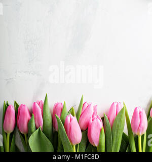 Rosa Tulpen aufgereiht auf weißem Hintergrund Stockfoto