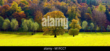Eine isolierte Baum gegen den gestreiften Felder der markanten Cotswolds Landschaft. Stockfoto