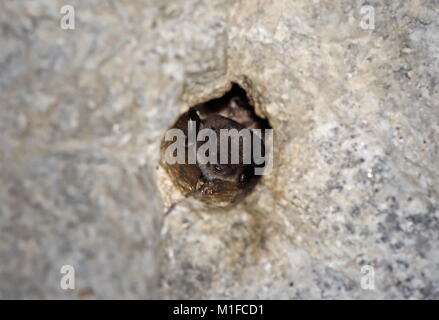 Die daubenton Bat (Myotis daubentonii) nach der Ruhephase in der Bohrung im Tunnel Dach Parque Natural Sierra de Andujar, Jaen, Spanien Januar gebohrt Stockfoto