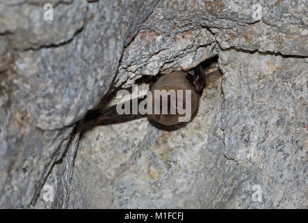 Gemeinsame verbogen - winged Bat (Miniopterus schreibersii) Erwachsenen hibernating auf tunneldecke Parque Natural Sierra de Andujar, Jaen, Spanien Januar Stockfoto