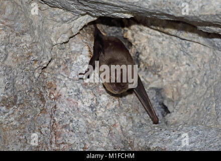 Gemeinsame verbogen - winged Bat (Miniopterus schreibersii) Erwachsenen hibernating auf tunneldecke Parque Natural Sierra de Andujar, Jaen, Spanien Januar Stockfoto