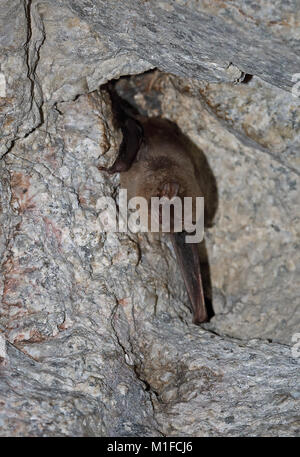 Gemeinsame verbogen - winged Bat (Miniopterus schreibersii) Erwachsenen hibernating auf tunneldecke Parque Natural Sierra de Andujar, Jaen, Spanien Januar Stockfoto