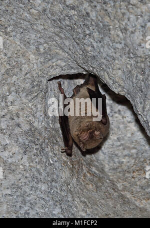 Gemeinsame verbogen - winged Bat (Miniopterus schreibersii) Erwachsenen hibernating auf tunneldecke Parque Natural Sierra de Andujar, Jaen, Spanien Januar Stockfoto